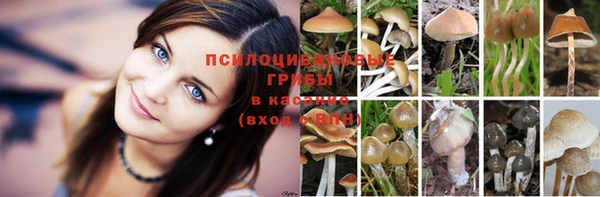 СК Семилуки